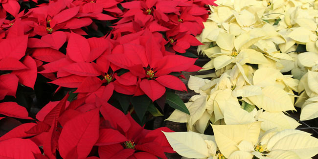 12 December - Poinsettia Day