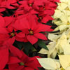 Poinsettia Day