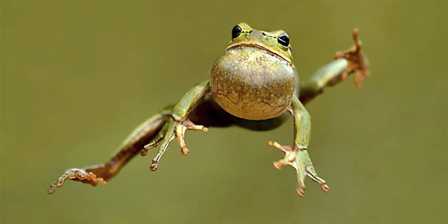 13 May - Frog Jumping Day