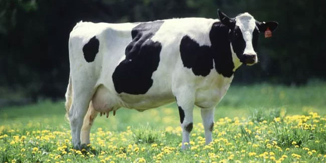 12 July - Cow Appreciation Day