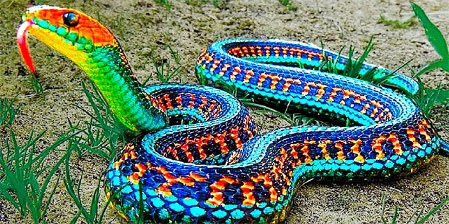 16 July - World Snake Day