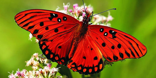 14 March - Learn about Butterflies Day