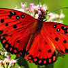 Learn about Butterflies Day