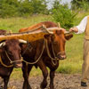 Old Farmers Day in USA