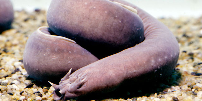 16 October - Hagfish Day