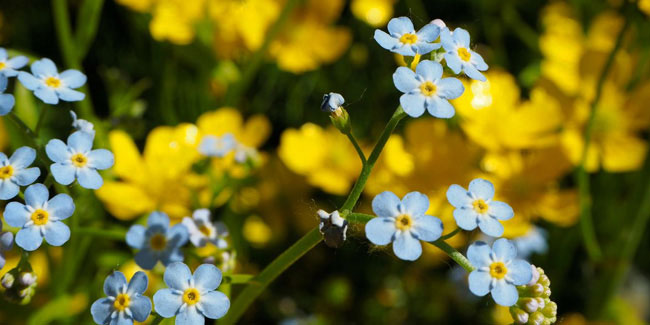 10 November - Forget-Me-Not Day