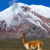 Chimborazo Day