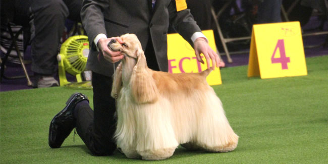 11 February - Westminster Dog Show at Madison Square Garden