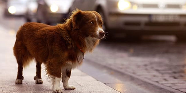 23 April - National Lost Dog Awareness Day in US