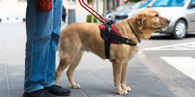 24 April - International Guide Dog Day