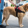 International Guide Dog Day