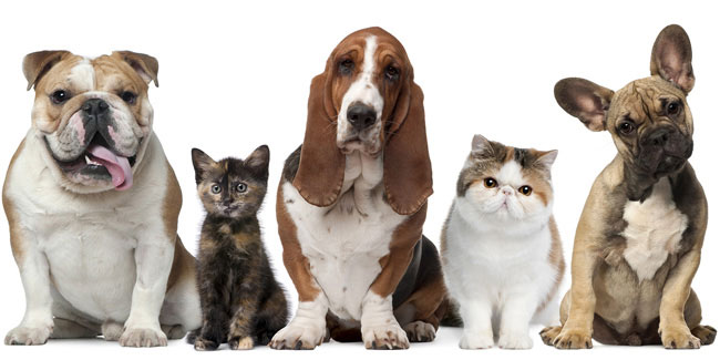 5 May - National Pet Week in US