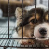 Puppy Mill Action Week in US