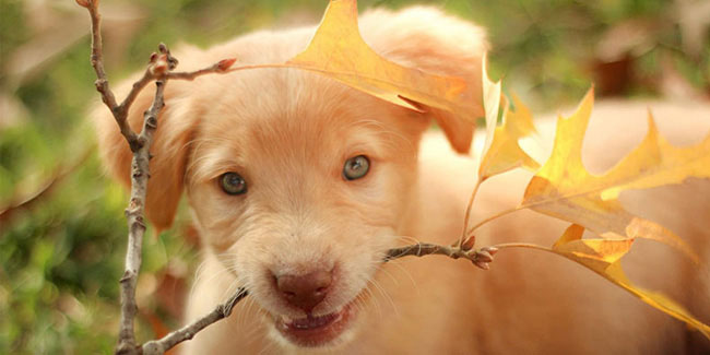 1 May - National Purebred Dog Day in USA