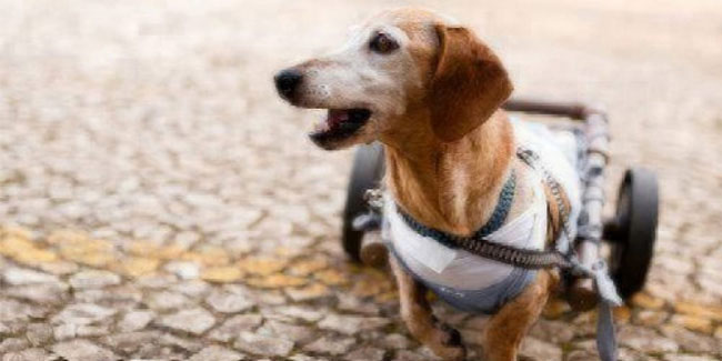 3 May - National Specially-abled Pets Day in US