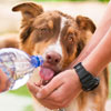 National Animal Disaster Preparedness Day in US