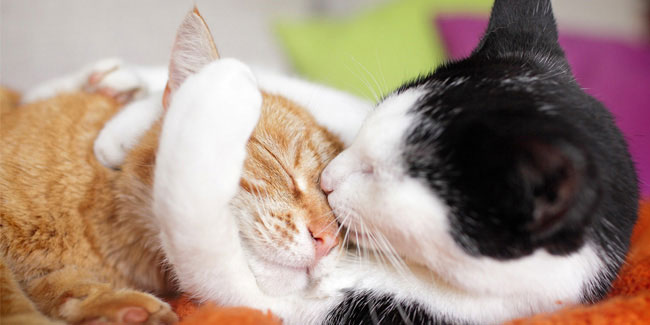 30 May - International Hug Your Cat Day