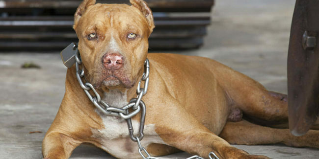 27 October - National Pit Bull Awareness Day in USA