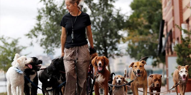8 September - National Dog Walker Appreciation Day in US