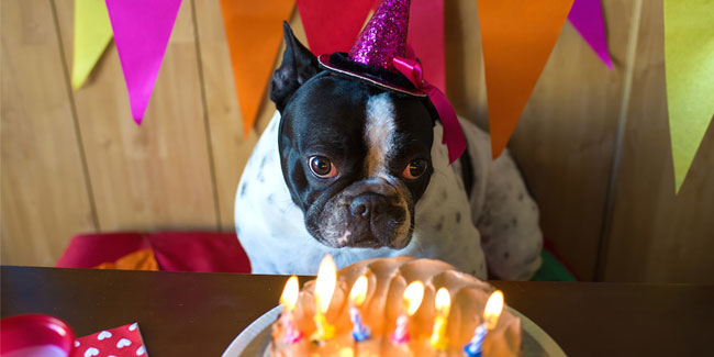 1 August - DOGust Universal Birthday for Shelter Dogs