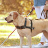 International Assistance Dog Week