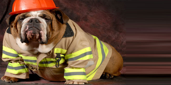 15 July - National Pet Fire Safety Day in US