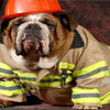 National Pet Fire Safety Day in US