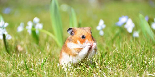 12 April - World Hamster Day