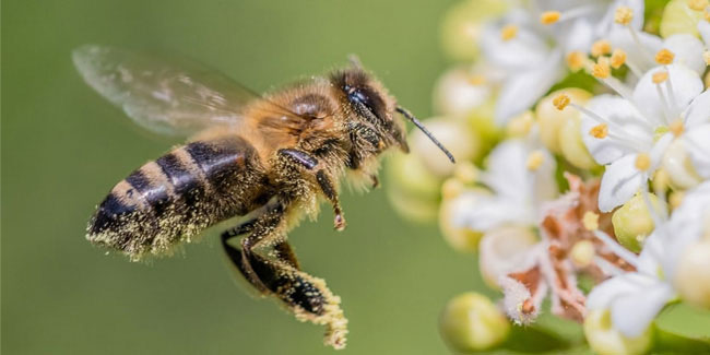 20 May - World Bee Day