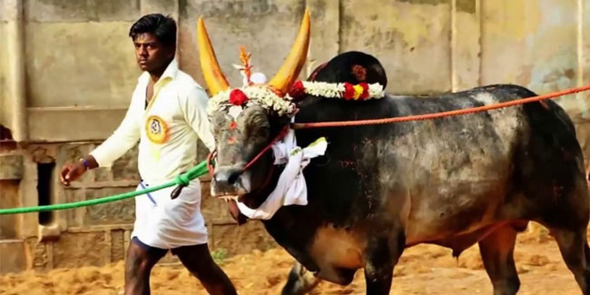 15 January - Jallikattu in the Indian state of Tamil Nadu