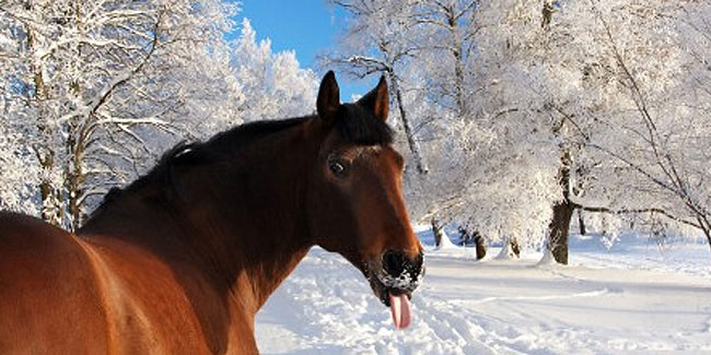 17 January - Horse Day in Latvia