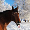 Horse Day in Latvia