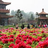 China Flower Festival