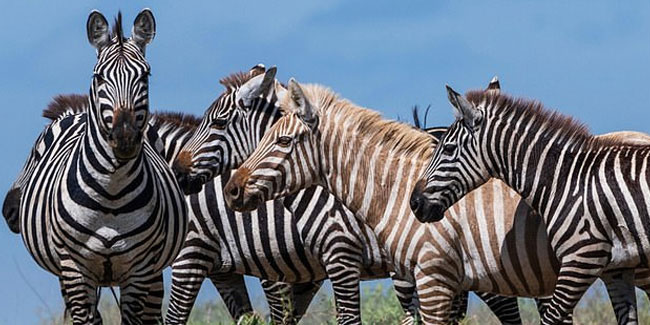 31 January - International Zebra Day
