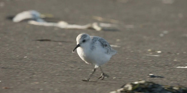 4 May - Bird Day in the United States