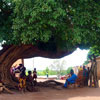 National Tree Day in Benin