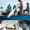 Международный день борьбы с незаконным и нерегулируемым рыболовством