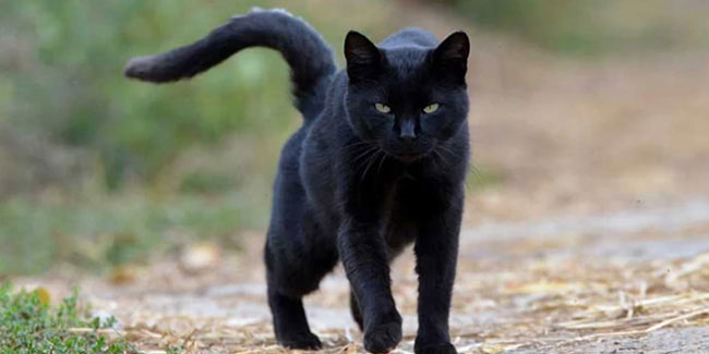 17 August - International Black Cat Day