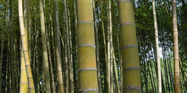 18 September - World Bamboo Day
