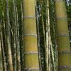 World Bamboo Day