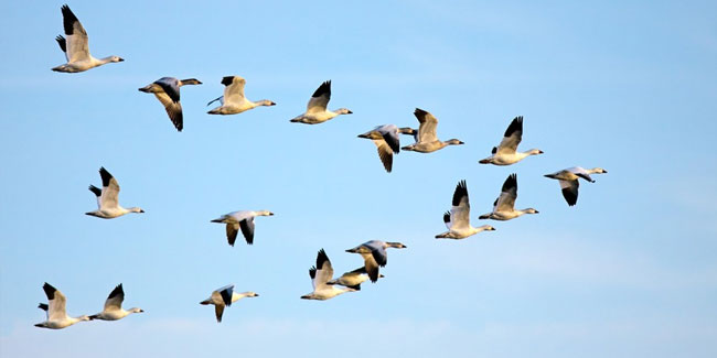 12 October - Fall World Migratory Bird Day