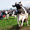 Dancing Cow Day in Denmark