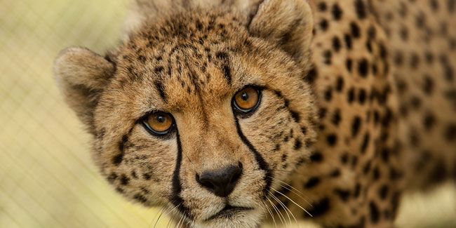 4 December - International Cheetah Day