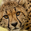 International Cheetah Day