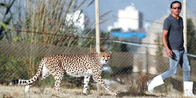 30 August - National Cheetah Day in Iran