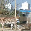 National Cheetah Day in Iran