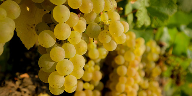 23 May - International Chardonnay Day