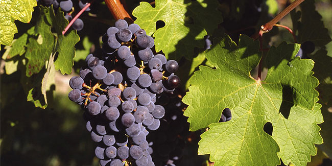 30 August - International Cabernet Sauvignon Day