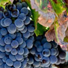 International Grenache Day