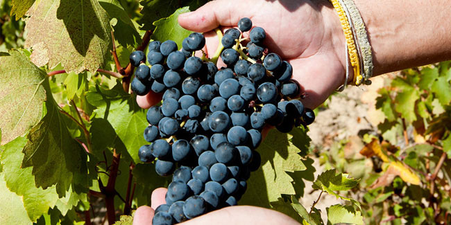 14 November - International Tempranillo Day